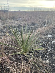 Yucca glauca