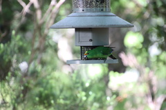 Cyanoramphus malherbi