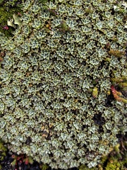 Bolax gummifera