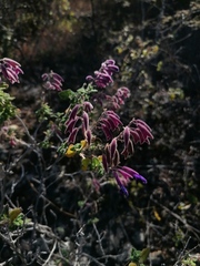 Salvia semiatrata