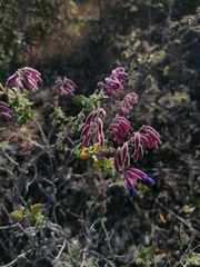 Salvia semiatrata