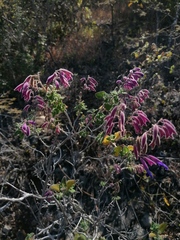 Salvia semiatrata