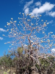 Ipomoea arborescens