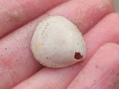 Laevicardium serratum