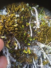 Notogrammitis crassior