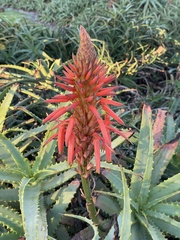 Aloe arborescens