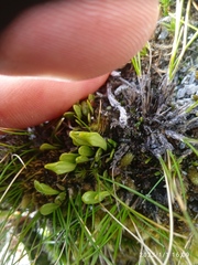 Notogrammitis crassior