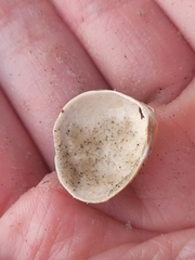 Laevicardium serratum