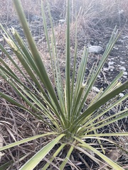 Yucca glauca