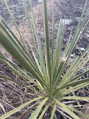 Yucca glauca