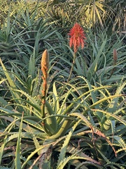 Aloe arborescens