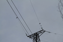 Corvus cornix cornix