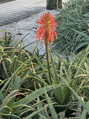 Aloe arborescens