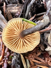 Gliophorus psittacinus