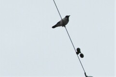 Corvus cornix cornix