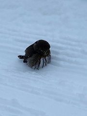 Glaucidium gnoma
