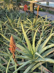 Aloe arborescens