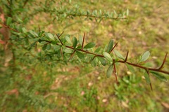 Coprosma quadrifida