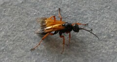 Priocnemis conformis