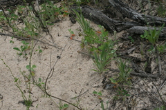 Holbrookia propinqua