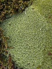 Bolax gummifera