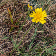 Scorzoneroides autumnalis