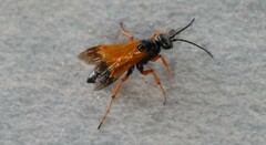 Priocnemis conformis