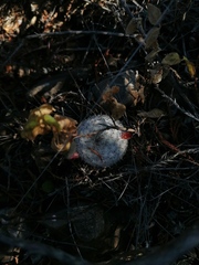 Mammillaria albilanata