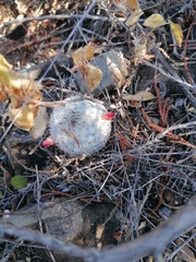 Mammillaria albilanata