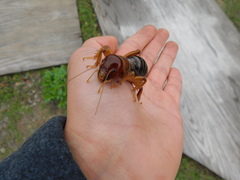 Ammopelmatus