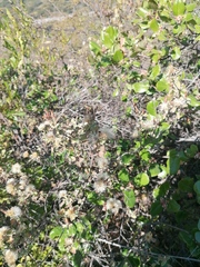 Malacomeles denticulata