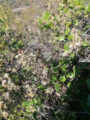 Malacomeles denticulata