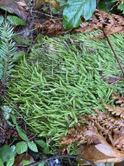 Plagiothecium undulatum