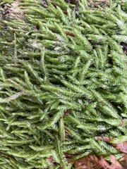 Plagiothecium undulatum