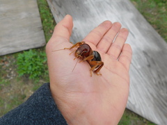 Ammopelmatus