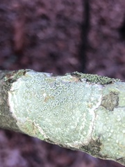 Lecanora strobilina