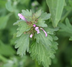 Lamium hybridum