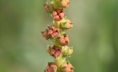 Reseda luteola