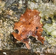 Dermatocarpon muhlenbergii