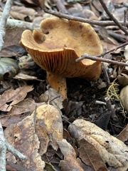 Omphalotus olivascens