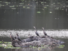 Nannopterum brasilianum
