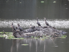 Nannopterum brasilianum