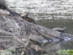 Deirochelyinae