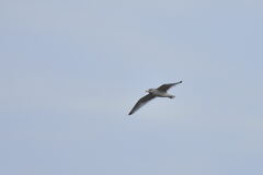 Larus argentatus