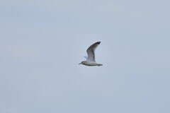 Larus argentatus