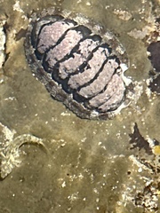 Chitonidae