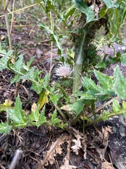 Cirsium pulcherrimum