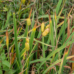 Iris versicolor