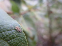 Corythucha marmorata