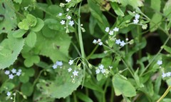 Myosotis laxa